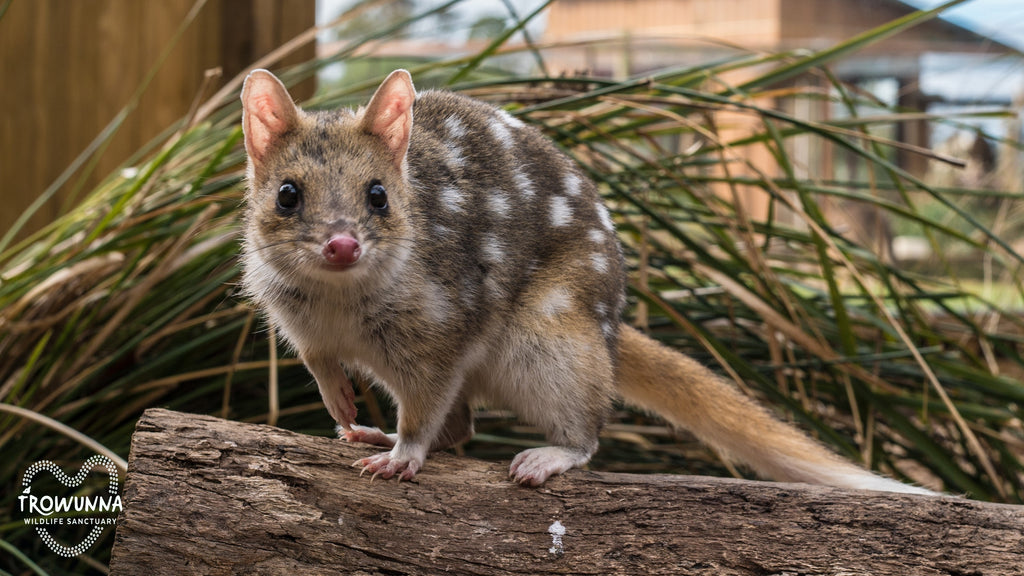 Eastern Quoll