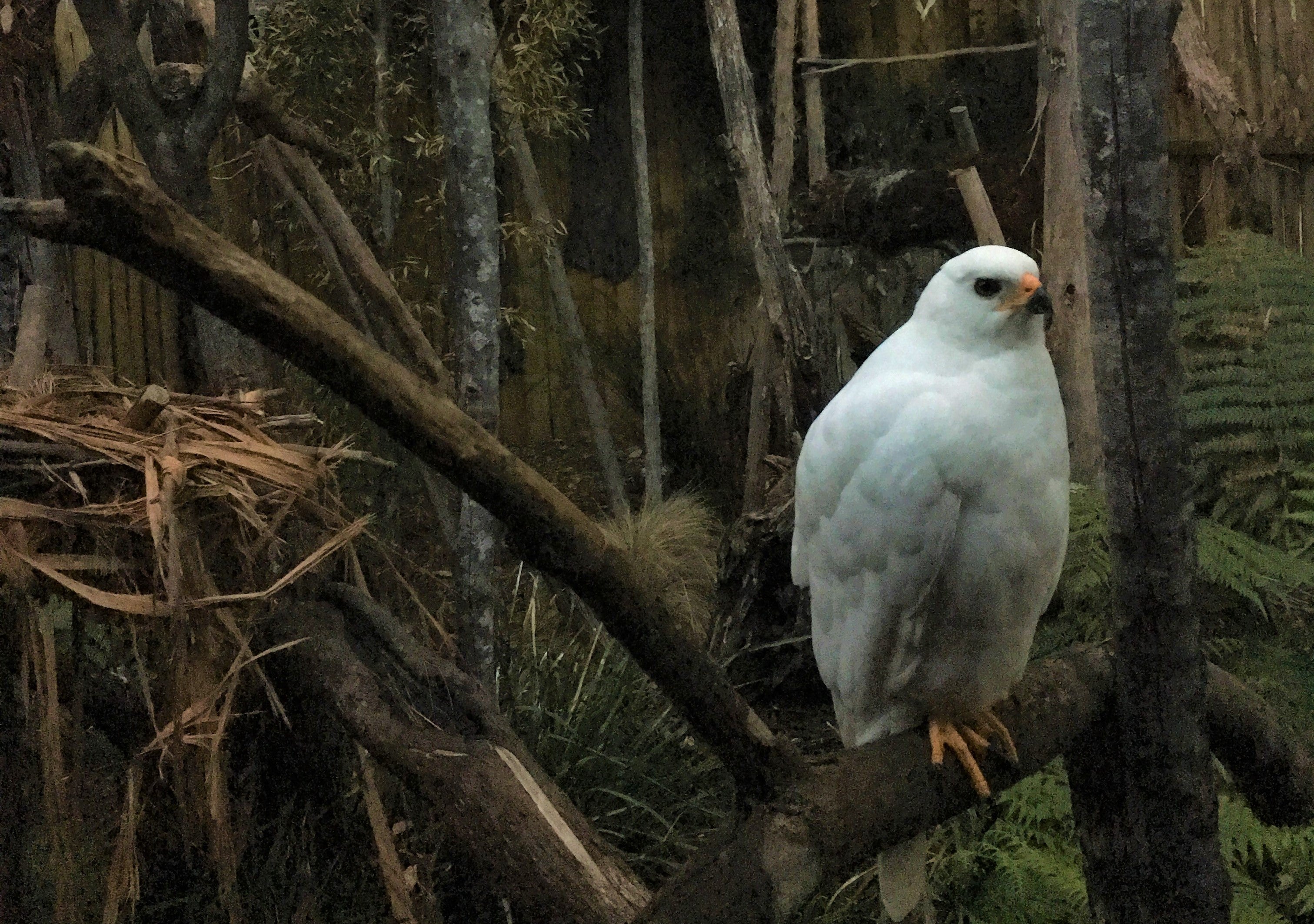 Grey Goshawk