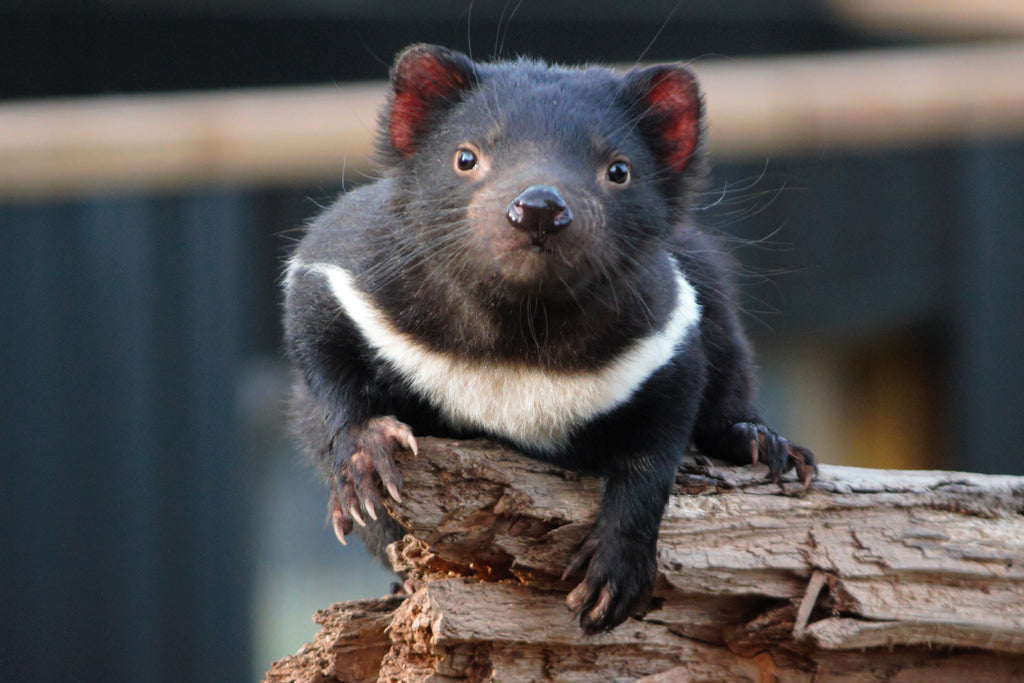 Tasmanian Devil