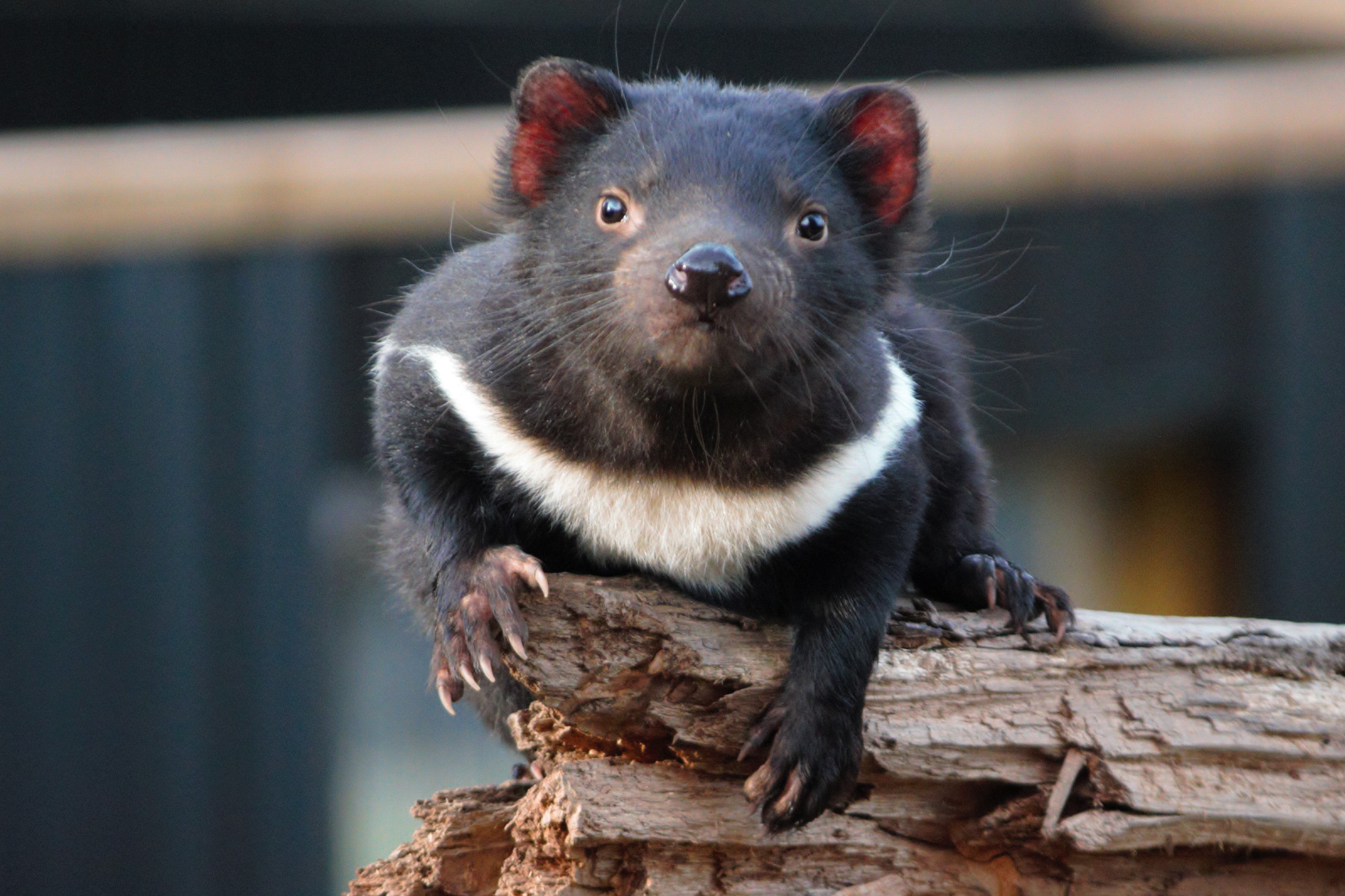 Tasmanian Devil