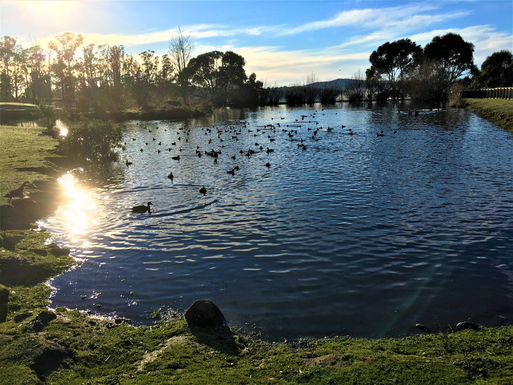 Ducks, Geese & Swans