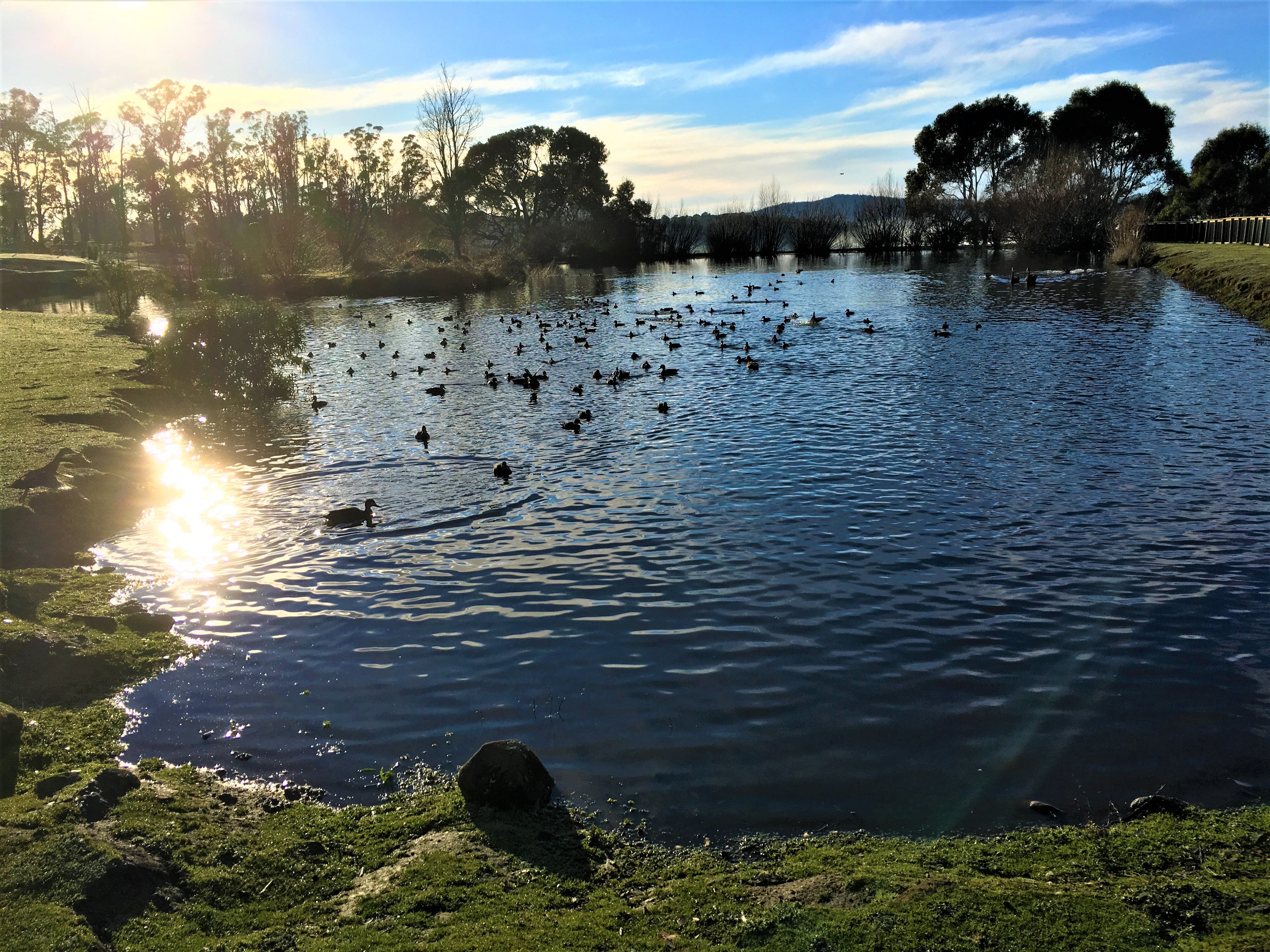 Ducks, Geese & Swans