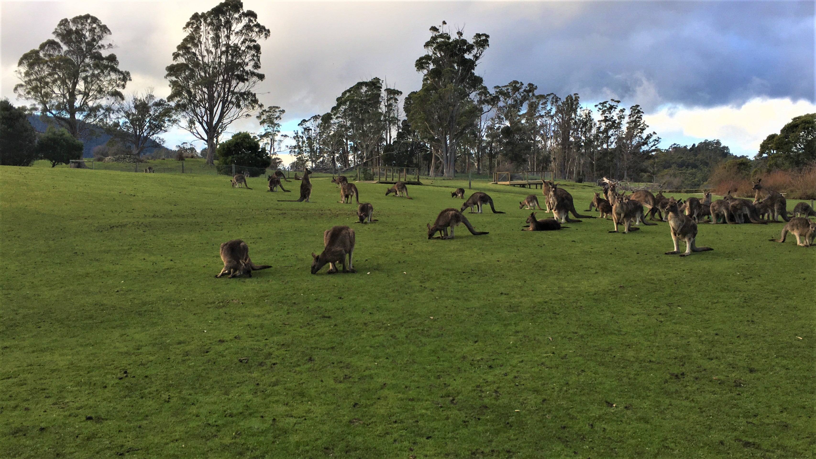 Kangaroo mob
