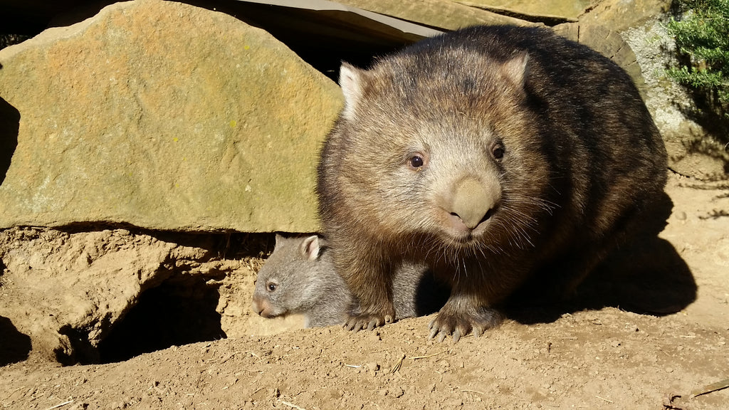 Pebbles & joey