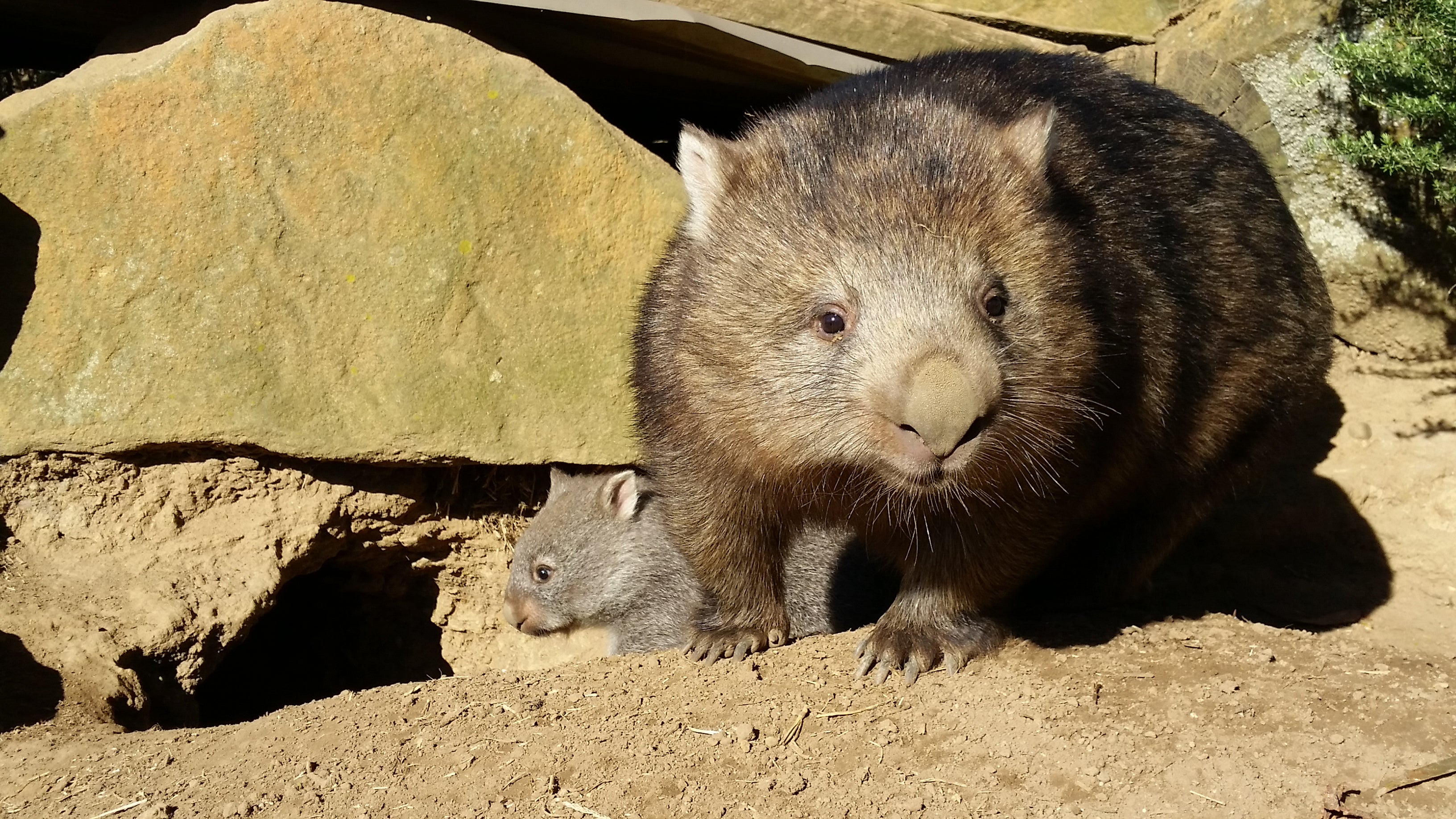 Pebbles & joey