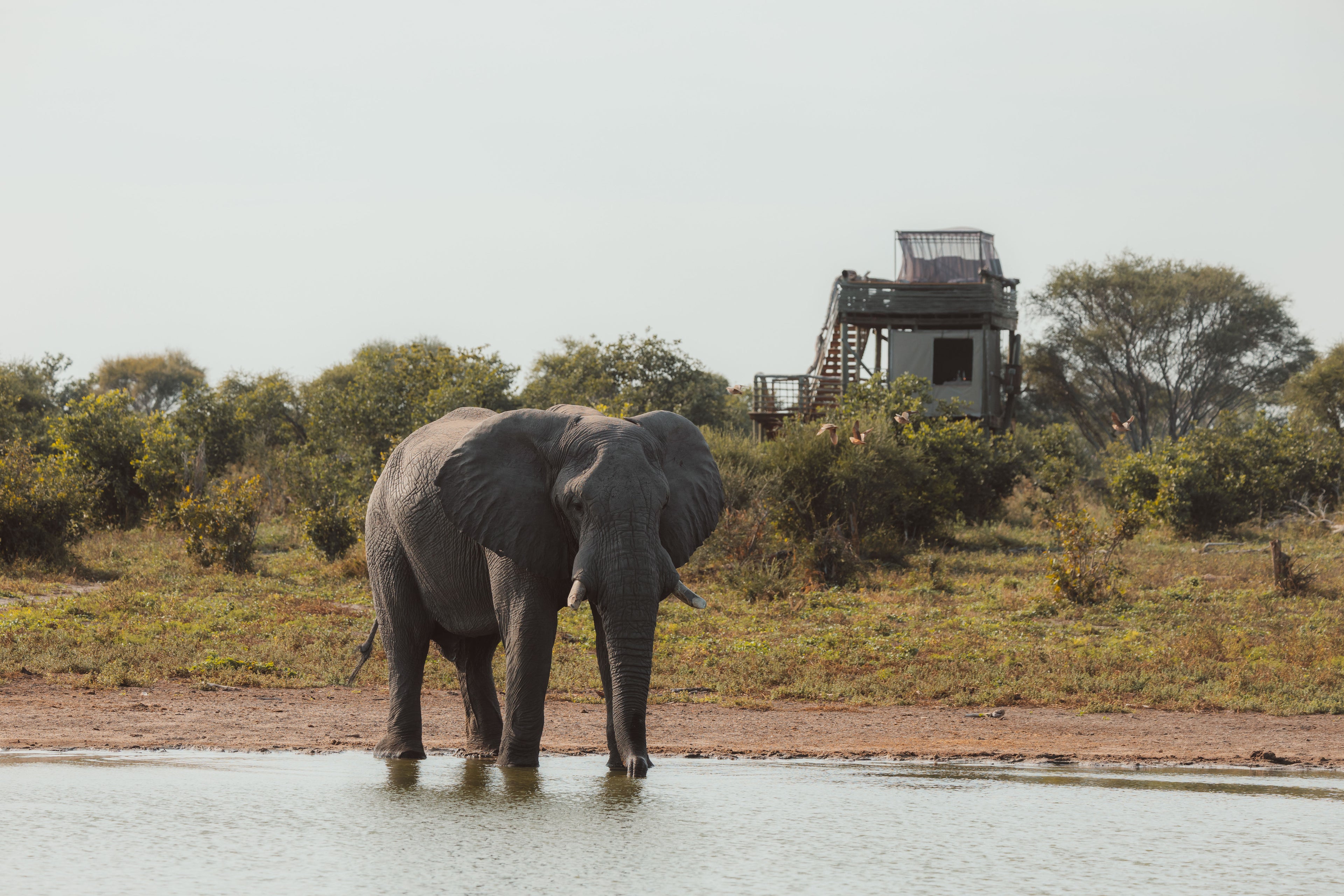 Elephant