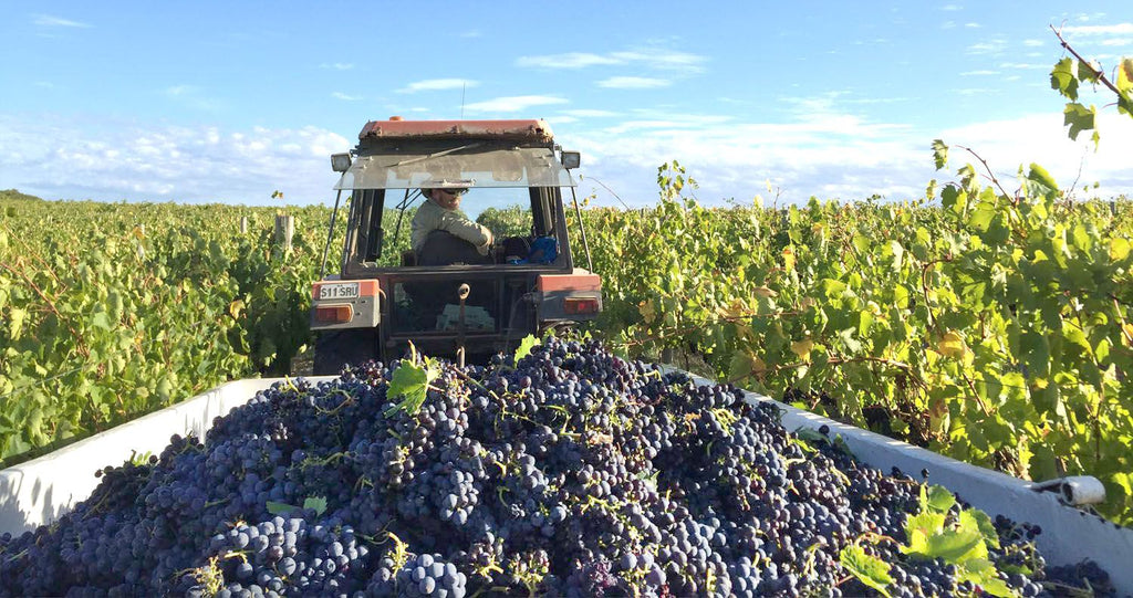 Coriole Vineyards