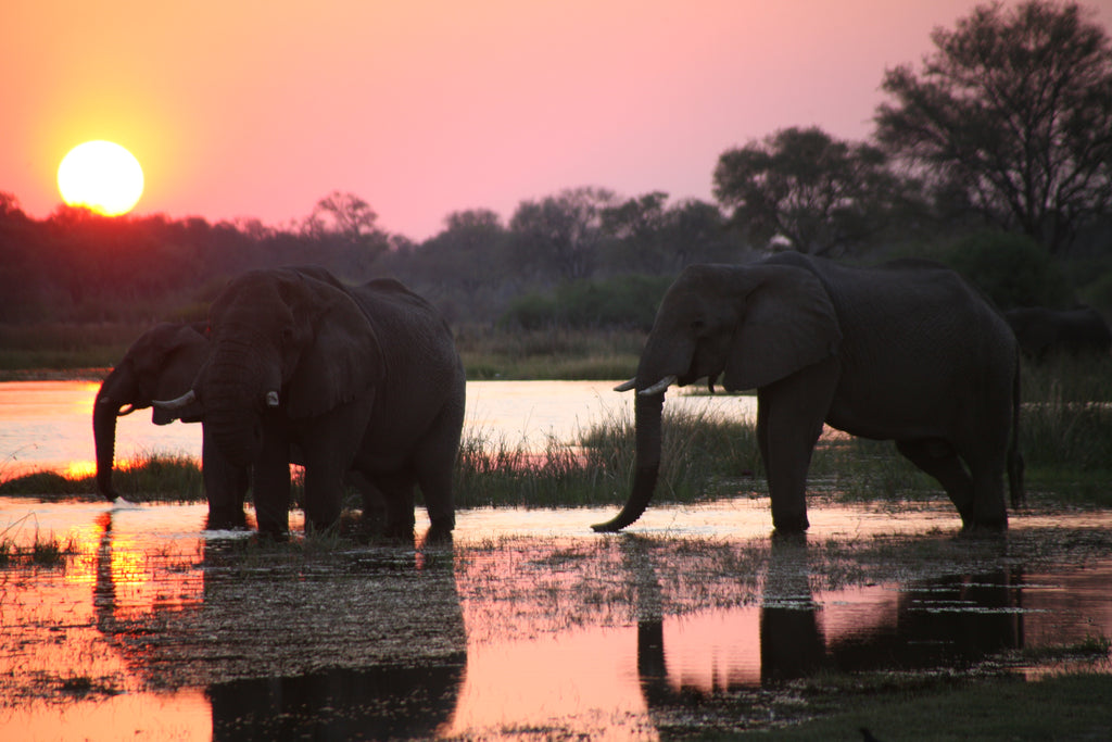 Moremi Magic Scenery