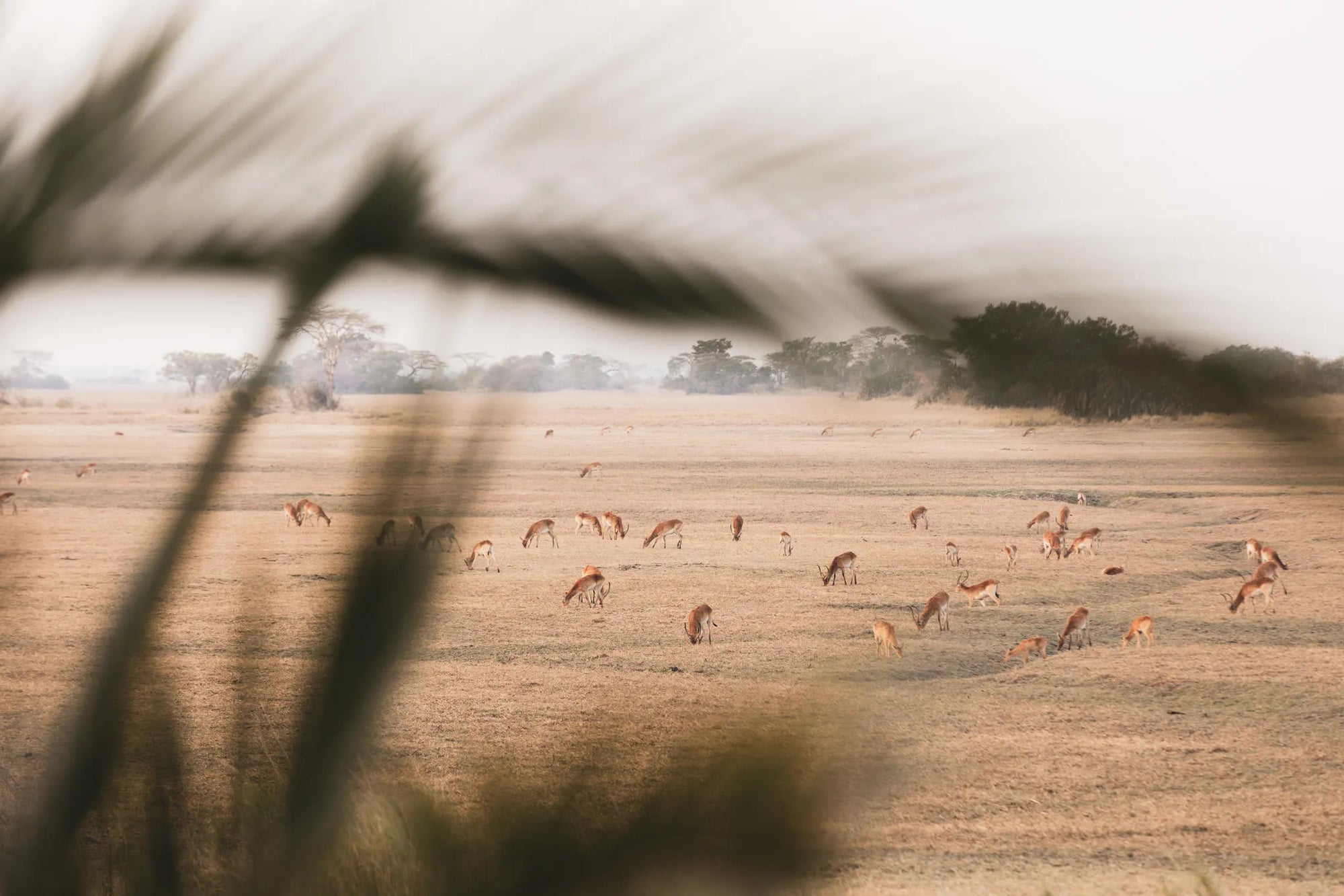 Wilderness Shumba Camp at Wilderness Shumba, Busanga Plains, Zambia.