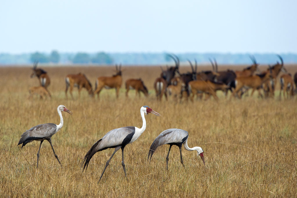 Wilderness Shumba – Birding