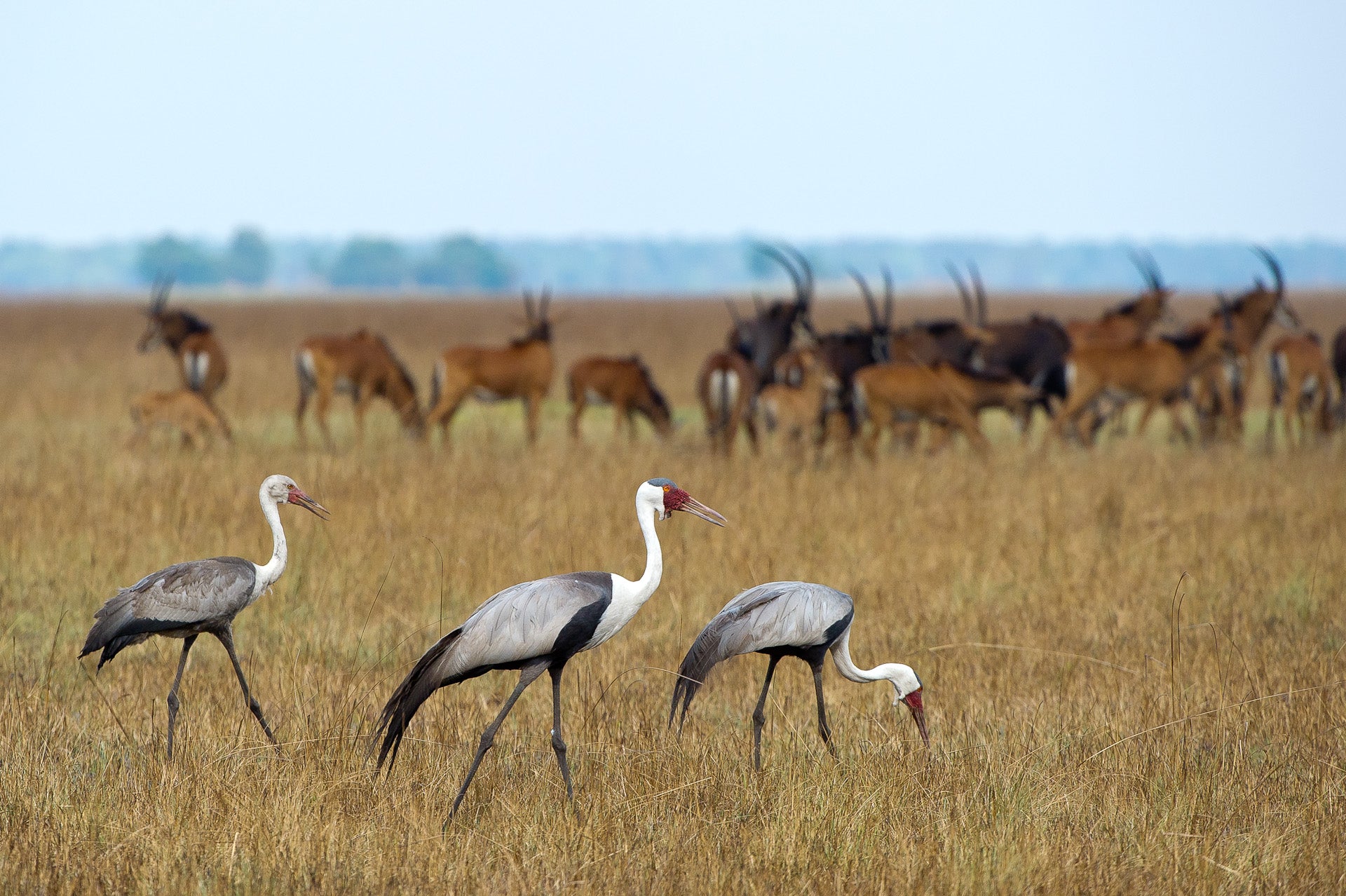 Wilderness Shumba – Birding