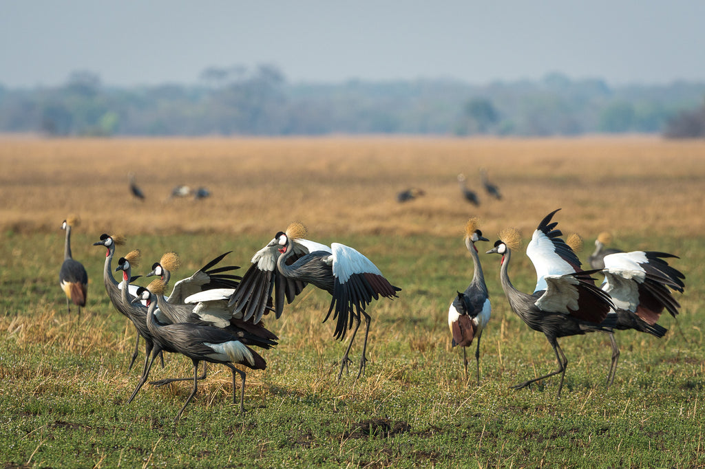 Wilderness Shumba – Birding