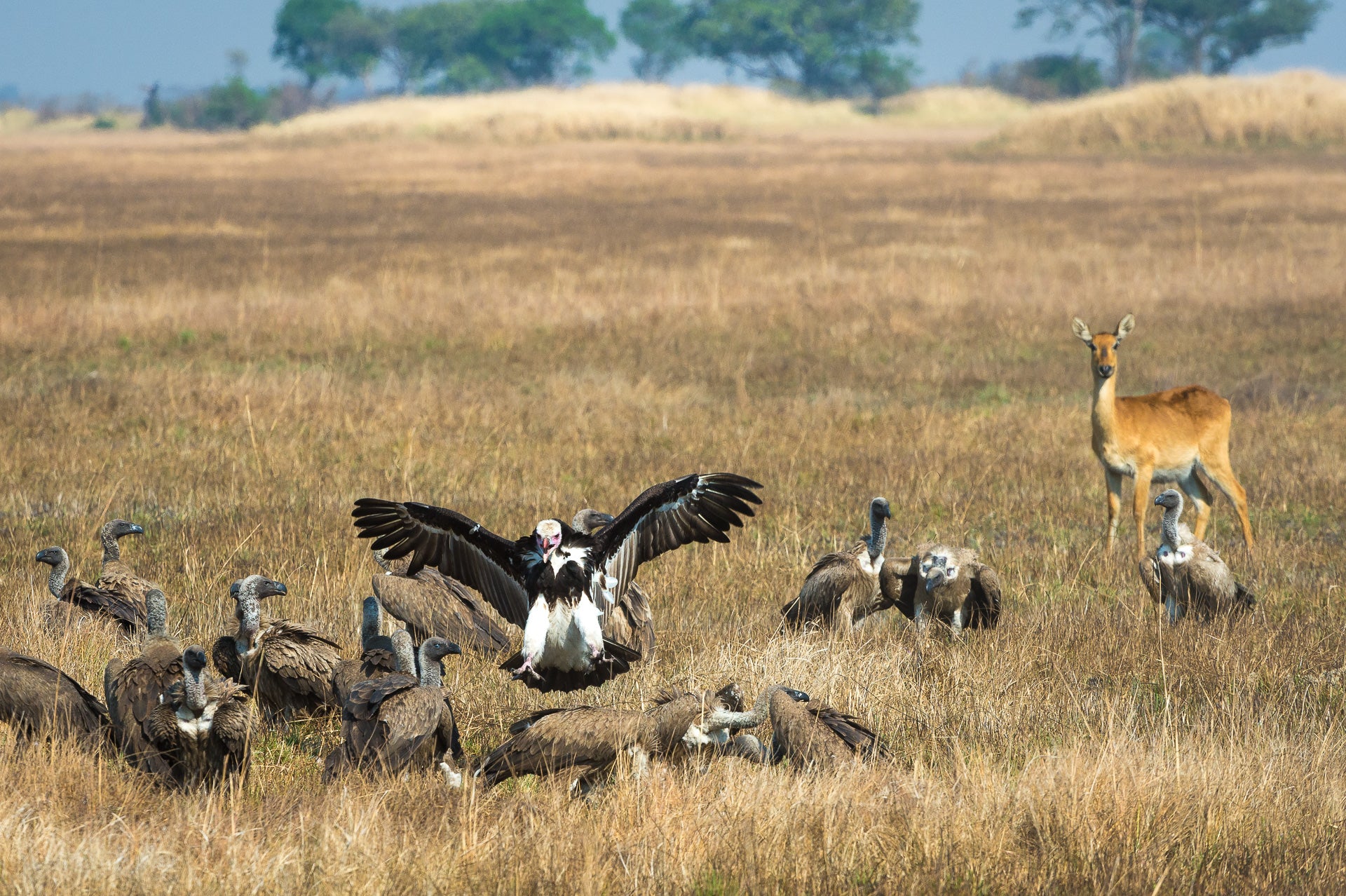 Wilderness Shumba – Birding