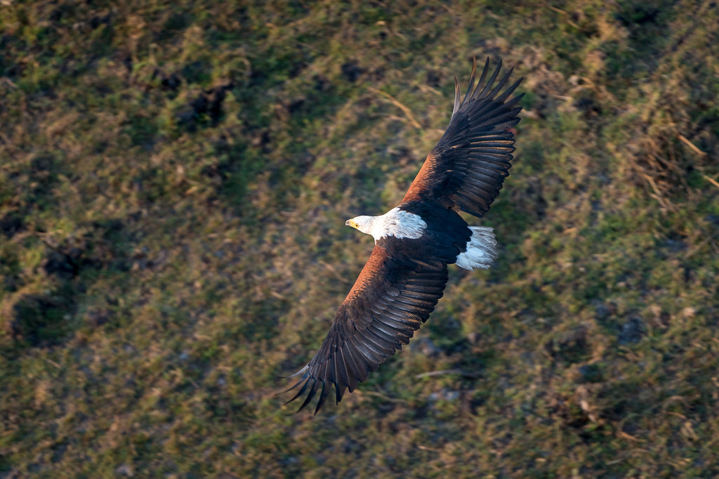 Wilderness Shumba – Birding