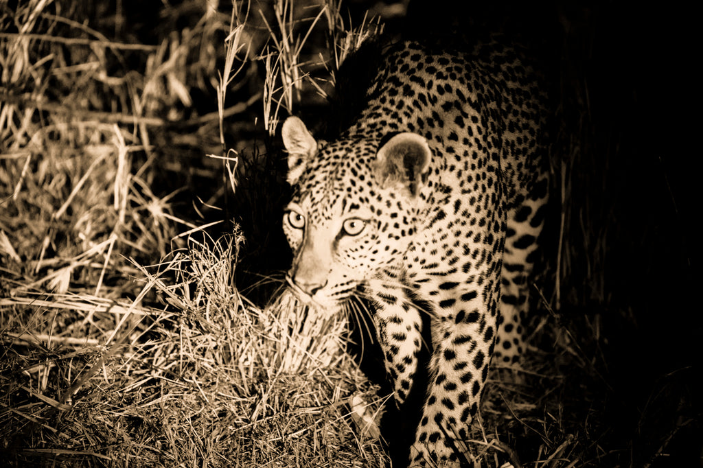 Wilderness Shumba – Night Drives 