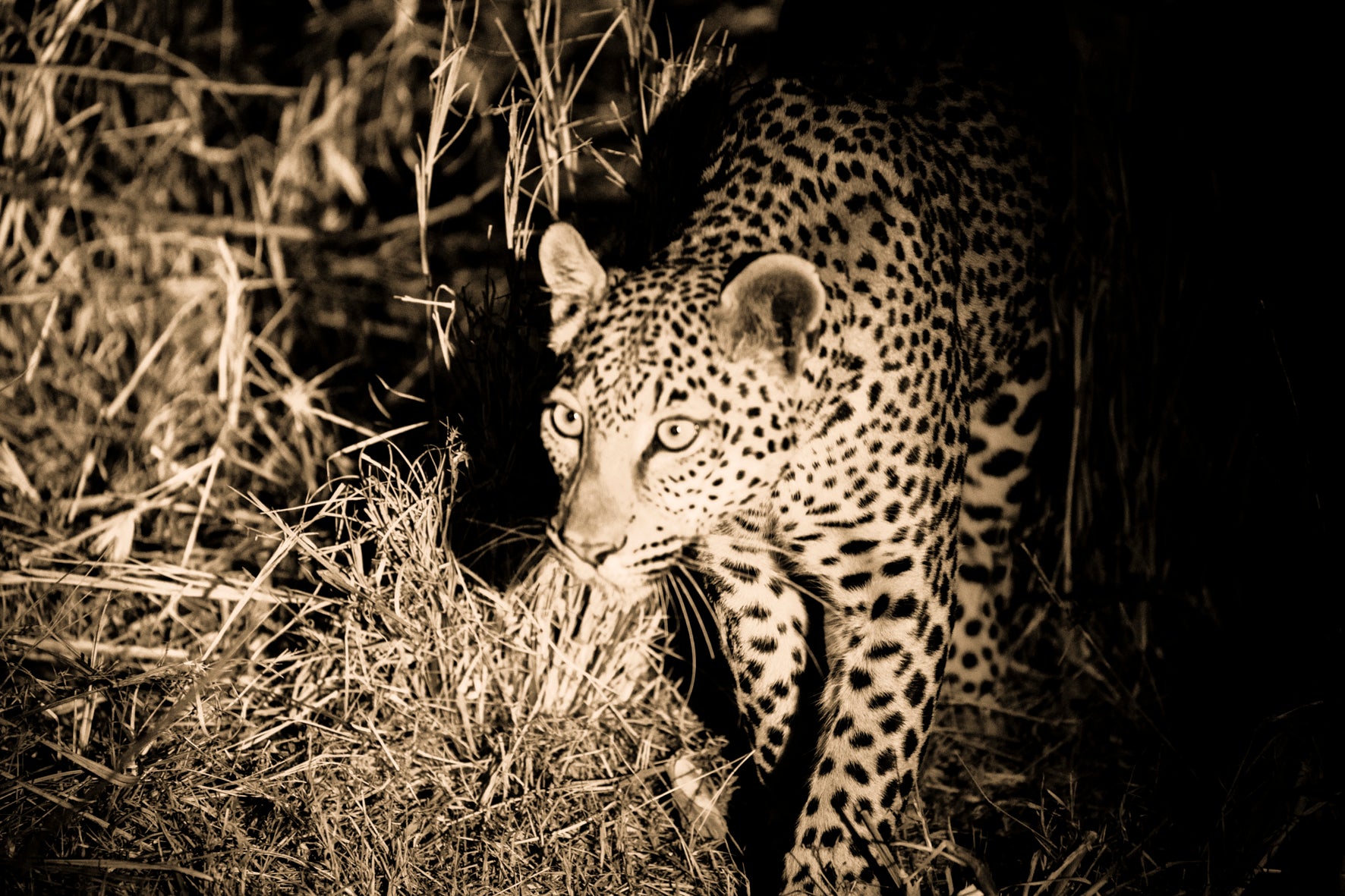 Wilderness Shumba – Night Drives 