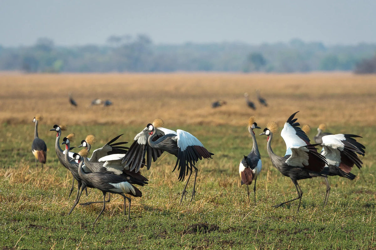Wilderness Shumba – Birding