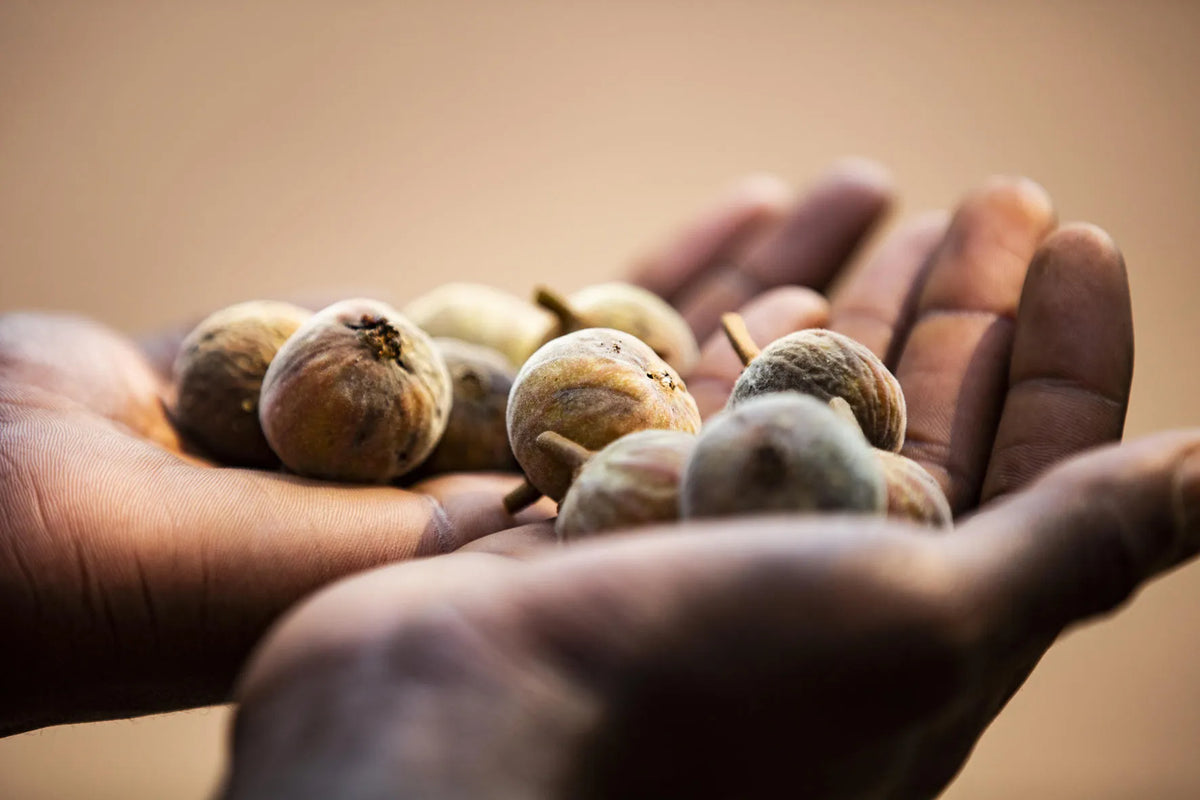 Wilderness Shumba – Guided Nature Walks *