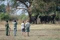 Walking Safaris