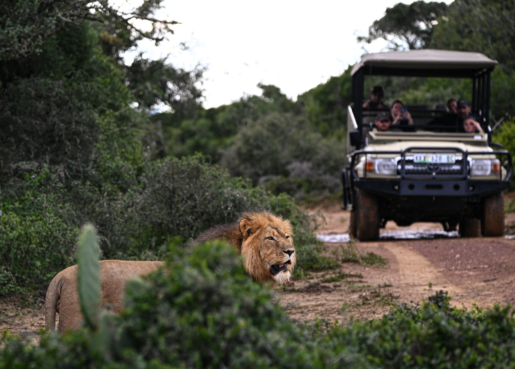 Lion with Safari Vehicle