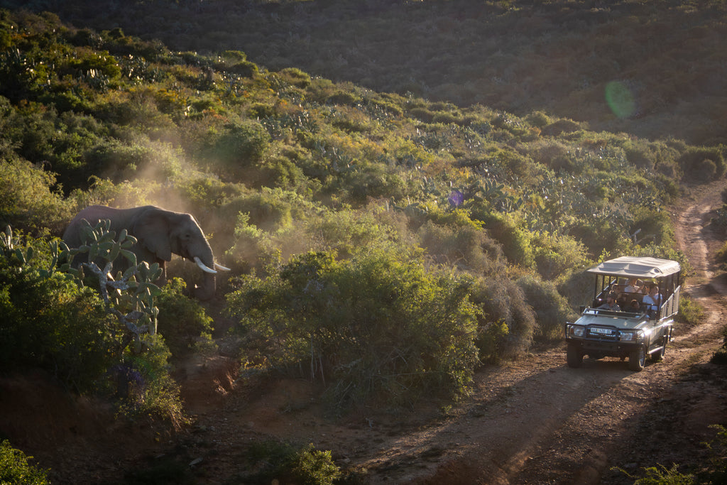 Elephant Dust