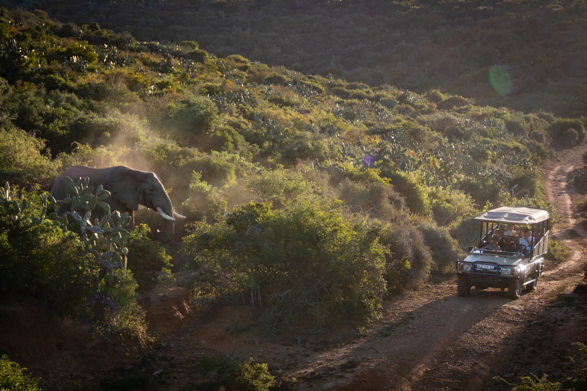 Elephant Dust