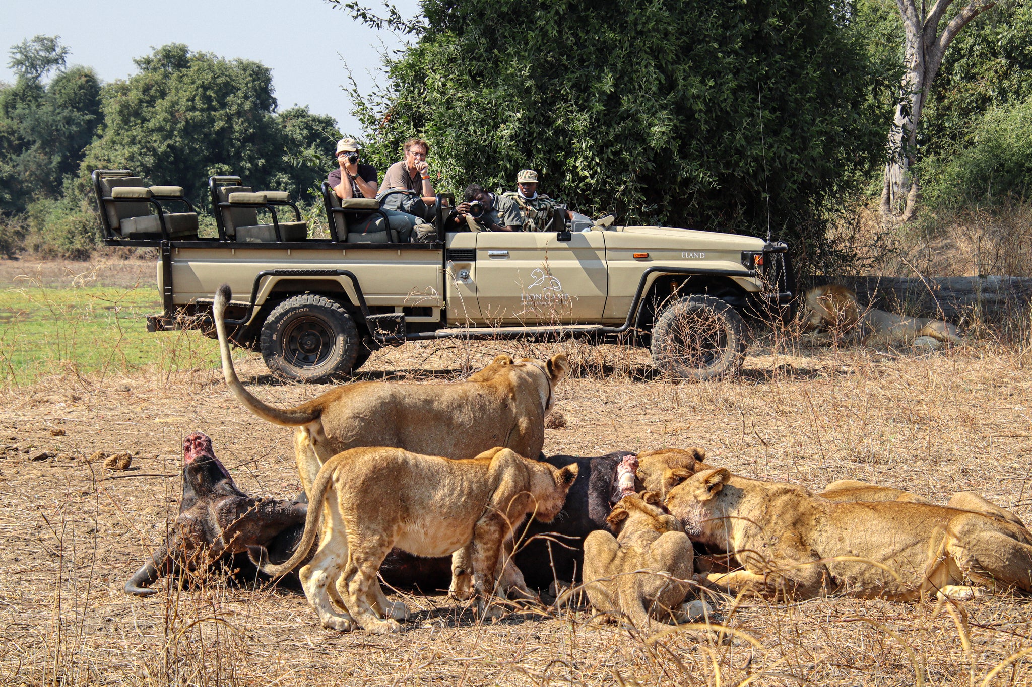 Lion Camp — GUIDED SAFARI WALKS & GAME DRIVES