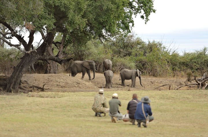 Lion Camp