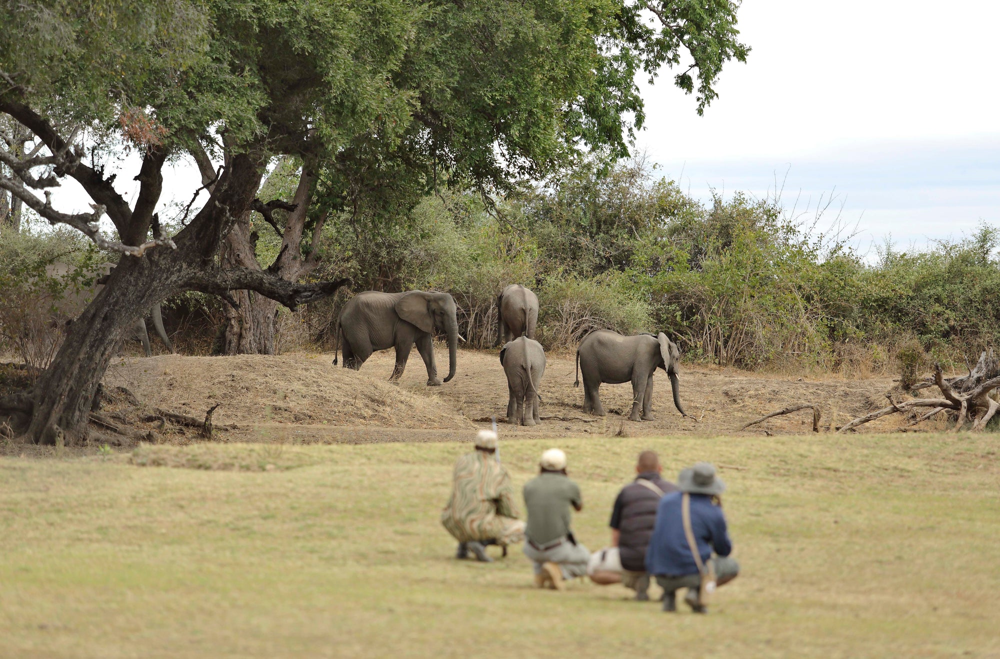 Lion Camp