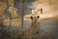Walking Safaris