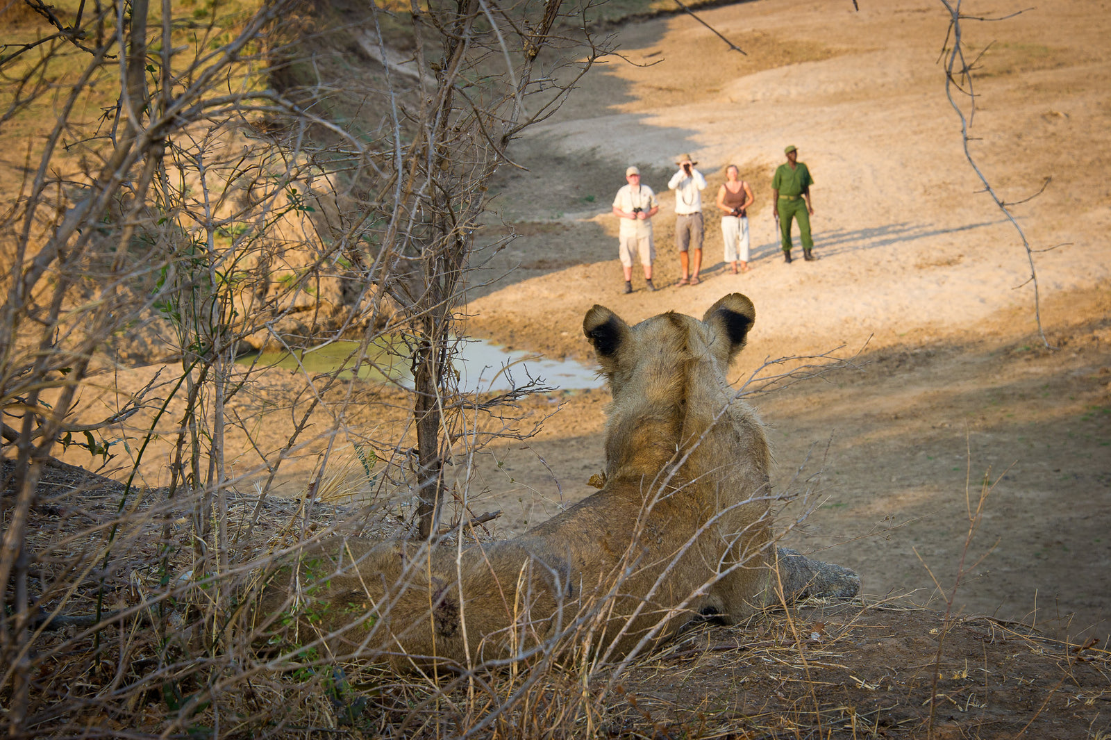 Lion Camp — Walking Safaris