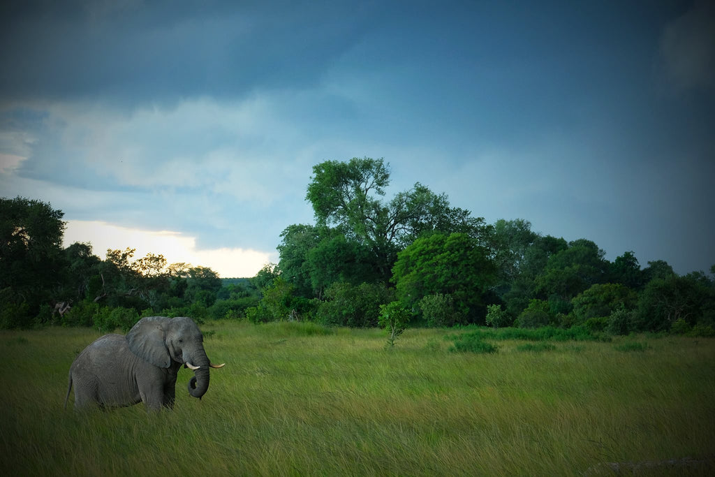 Elephant