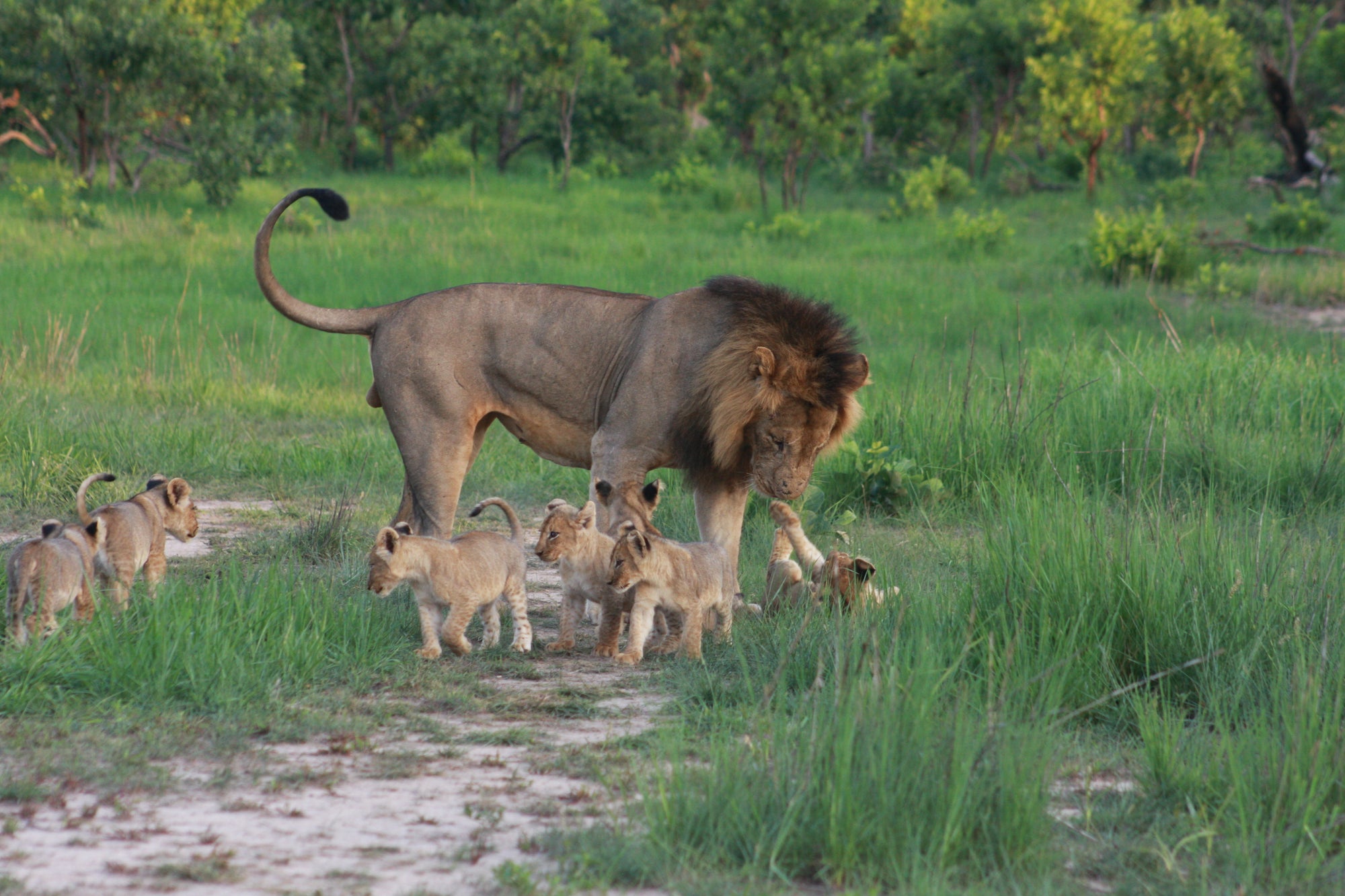 Male and cubs in green season