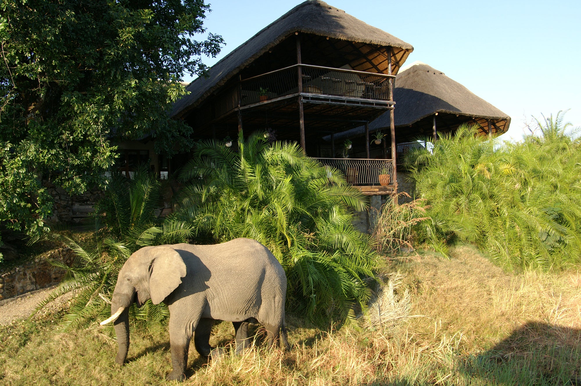 Elephant in front of the lodge