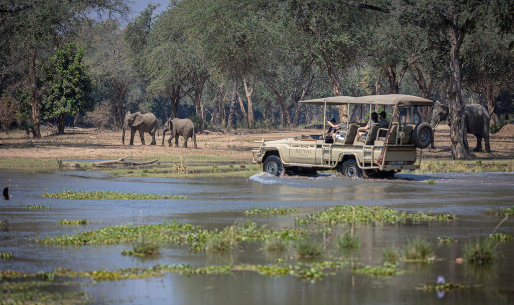 Safari Game Drive
