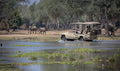 Safari Game Drive