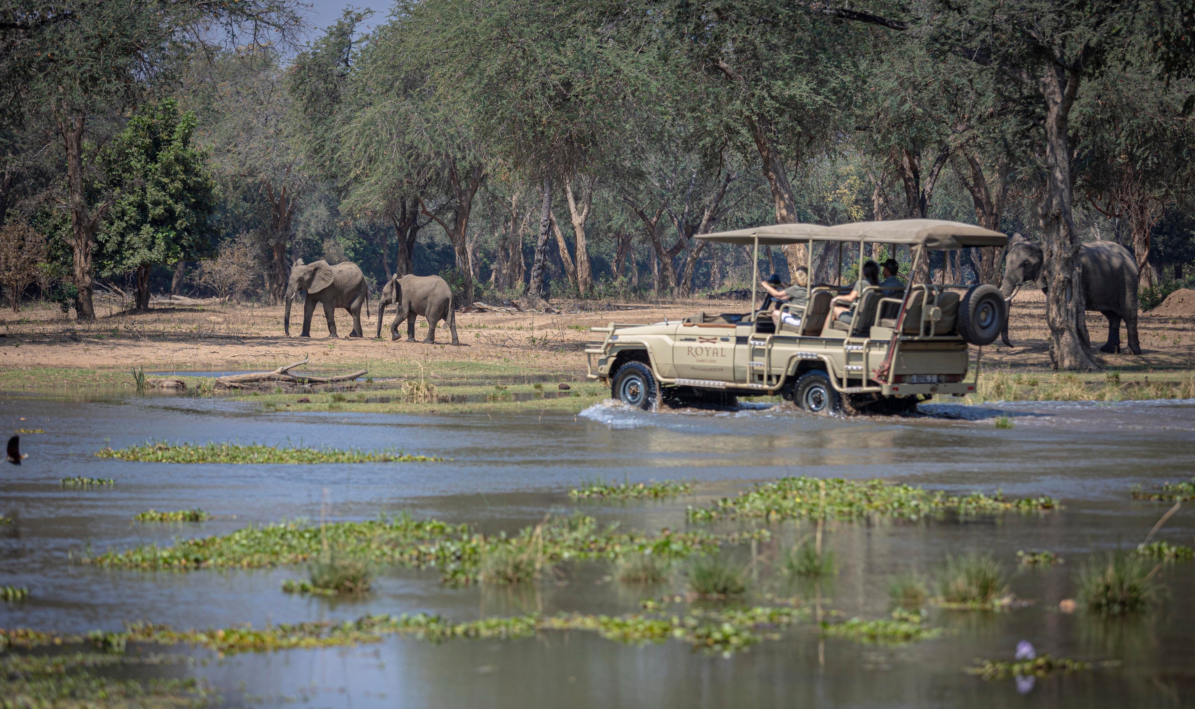 Safari Game Drive
