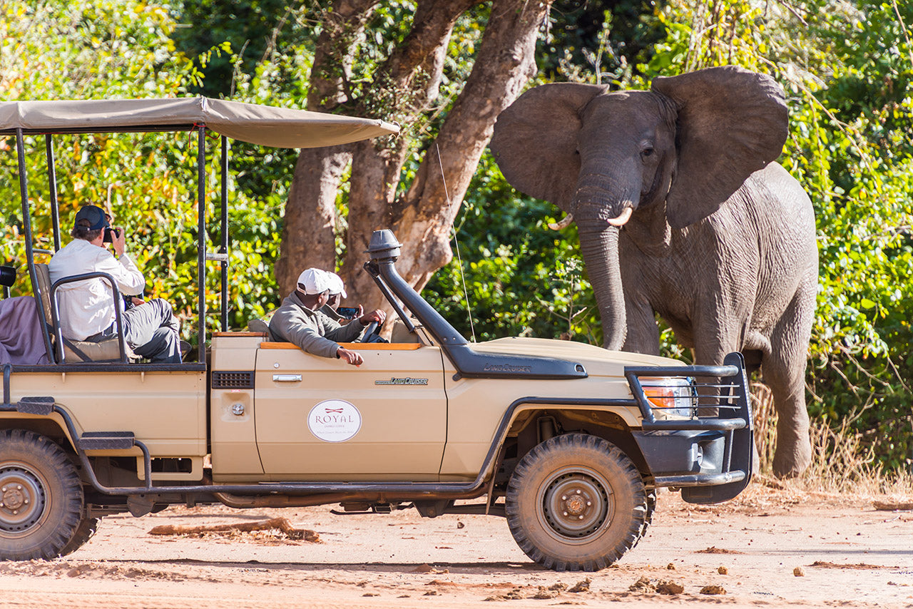 Game drive - elephant