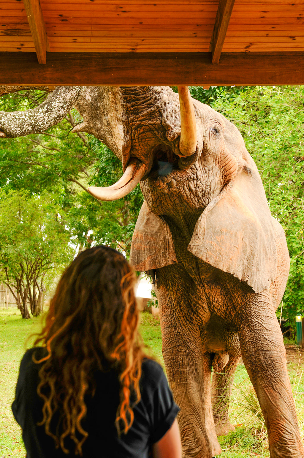 Guest watching elephant eating pods off main lodge roof