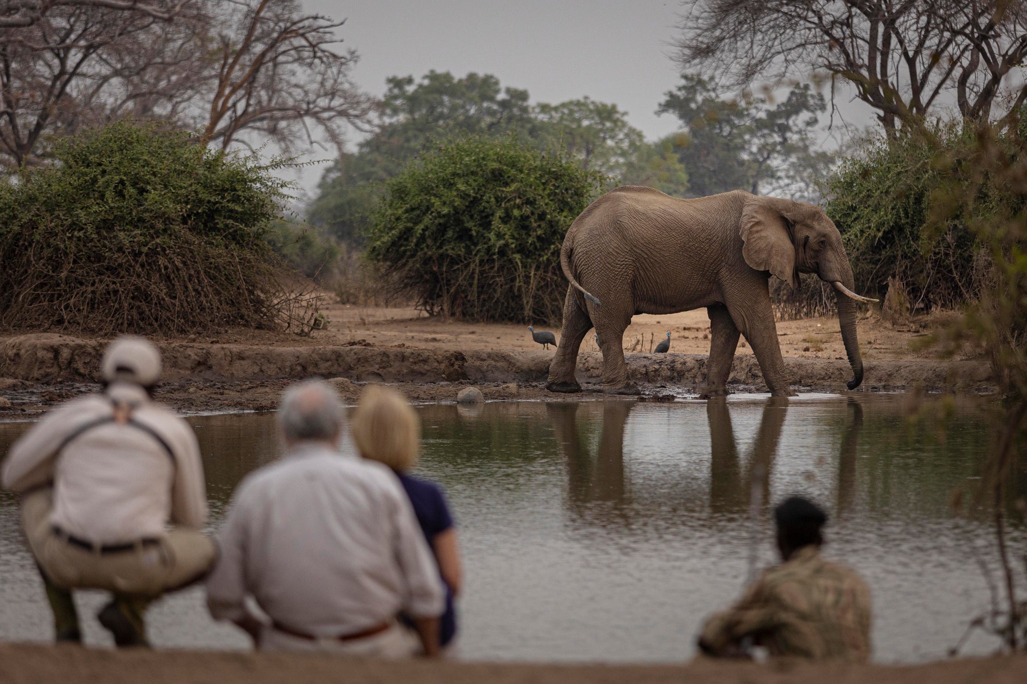 Walking Safaris
