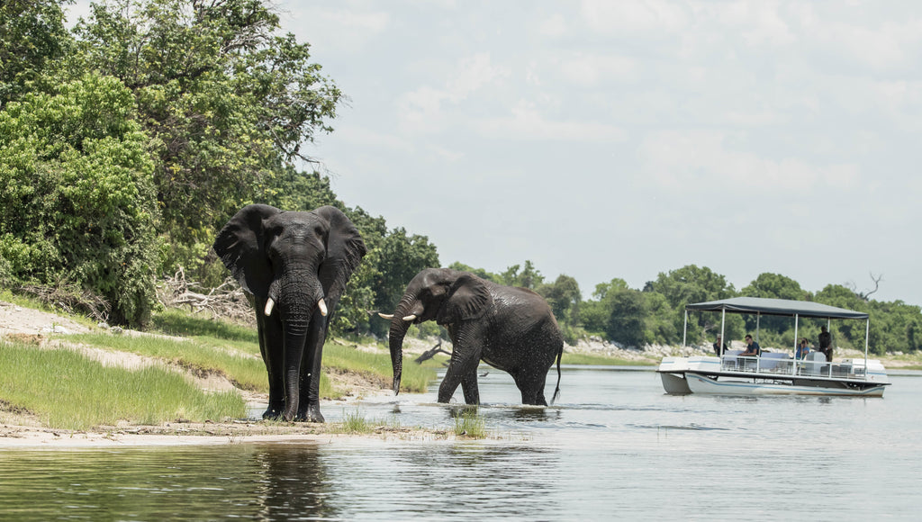 Chobe Boat Trip - Muchenje