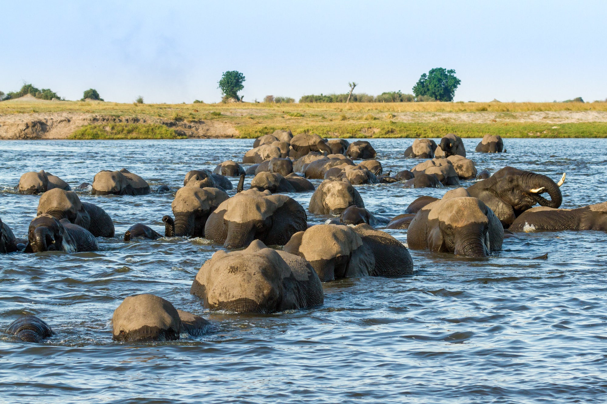 Chobe Game Lodge River Safaris