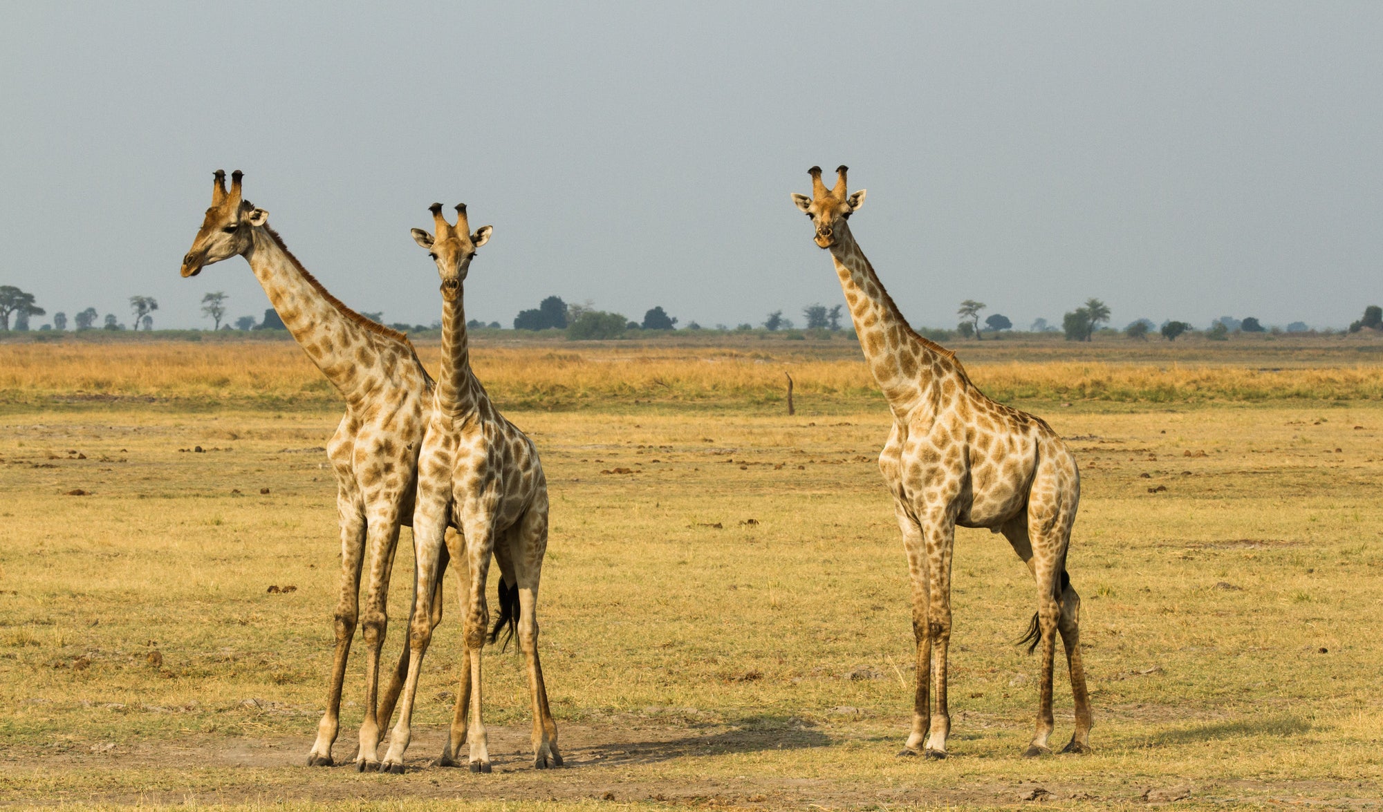 Chobe Game Lodge Game Drives