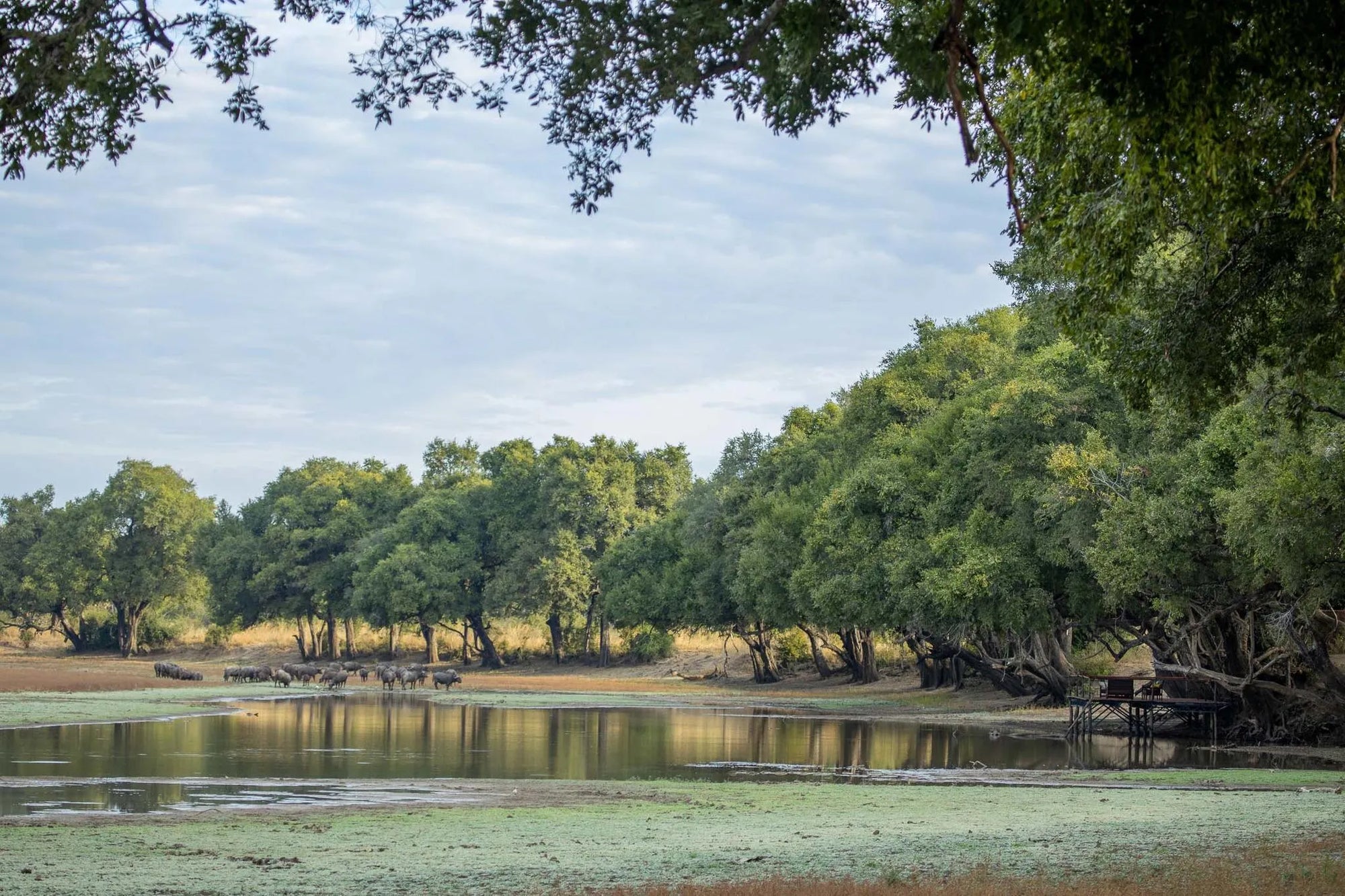 Big Lagoon Camp at Big Lagoon Camp, South Luangwa National Park, Zambia.