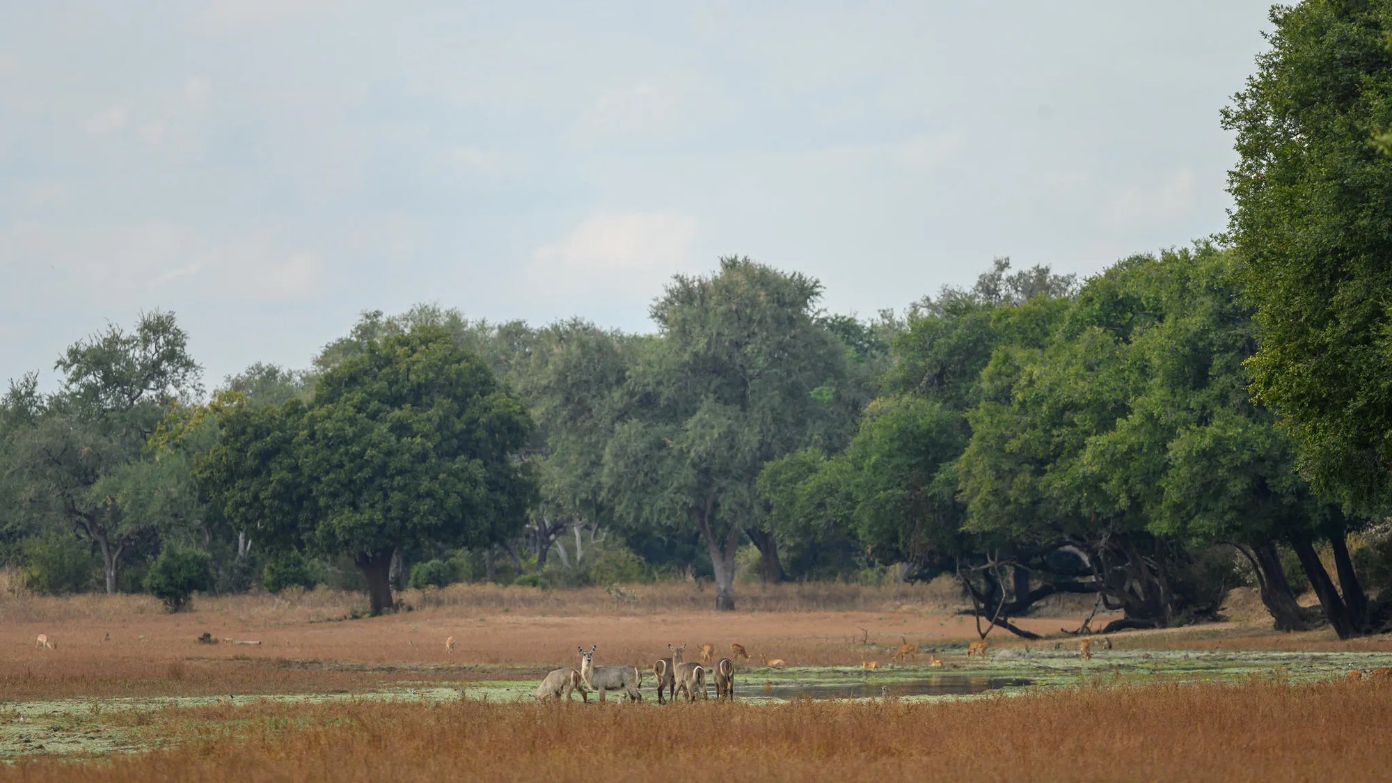 Big Lagoon Camp view at Big Lagoon Camp, South Luangwa National Park, Zambia.