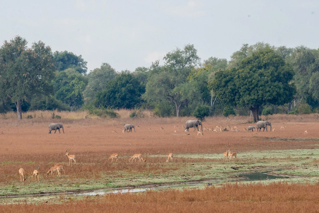 Big Lagoon Camp at Big Lagoon Camp, South Luangwa National Park, Zambia.
