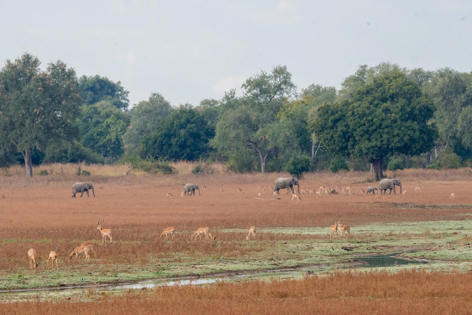 Big Lagoon Camp at Big Lagoon Camp, South Luangwa National Park, Zambia.