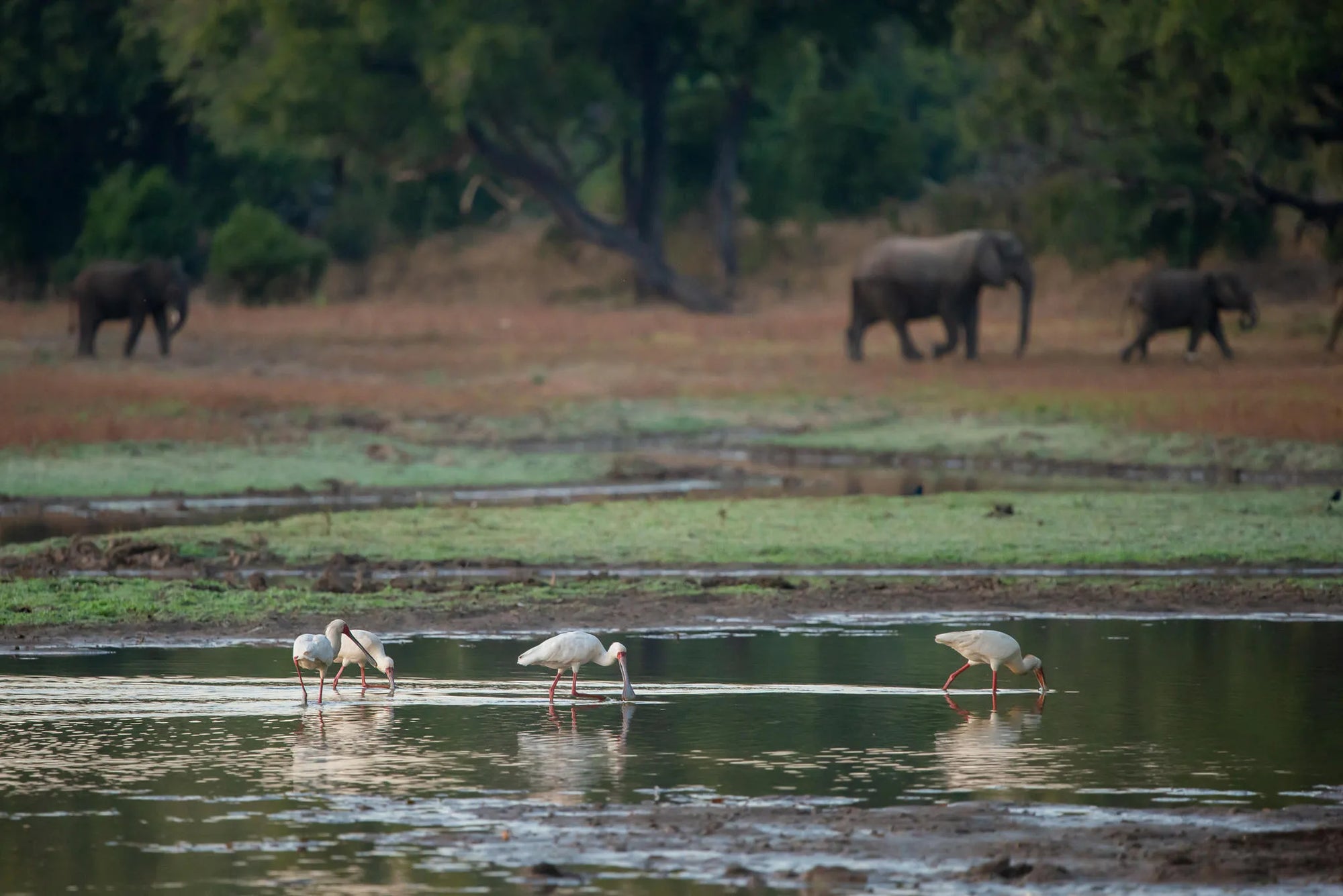 Big Lagoon Camp at Big Lagoon Camp, South Luangwa National Park, Zambia.