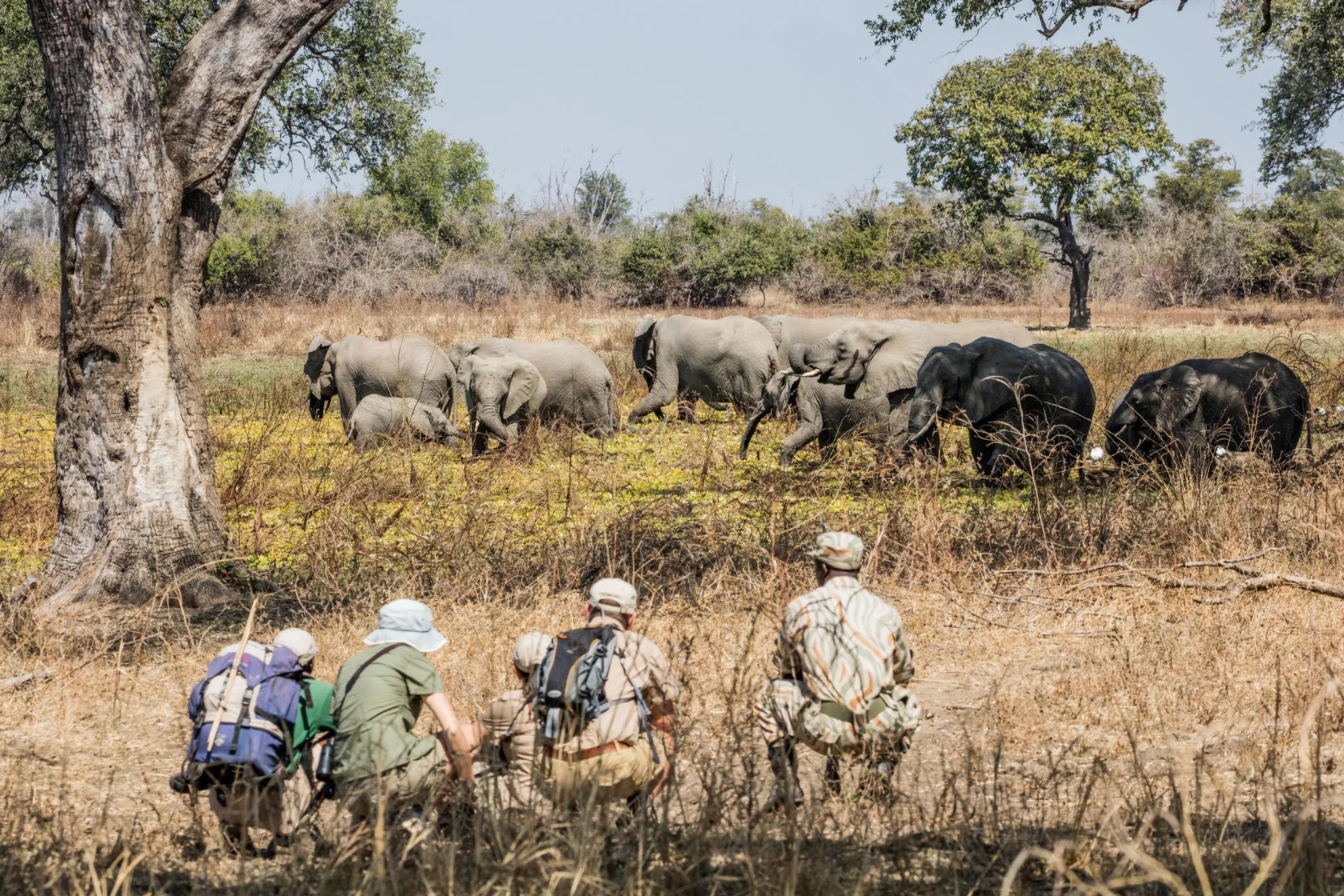Walking safaris guided by an expert