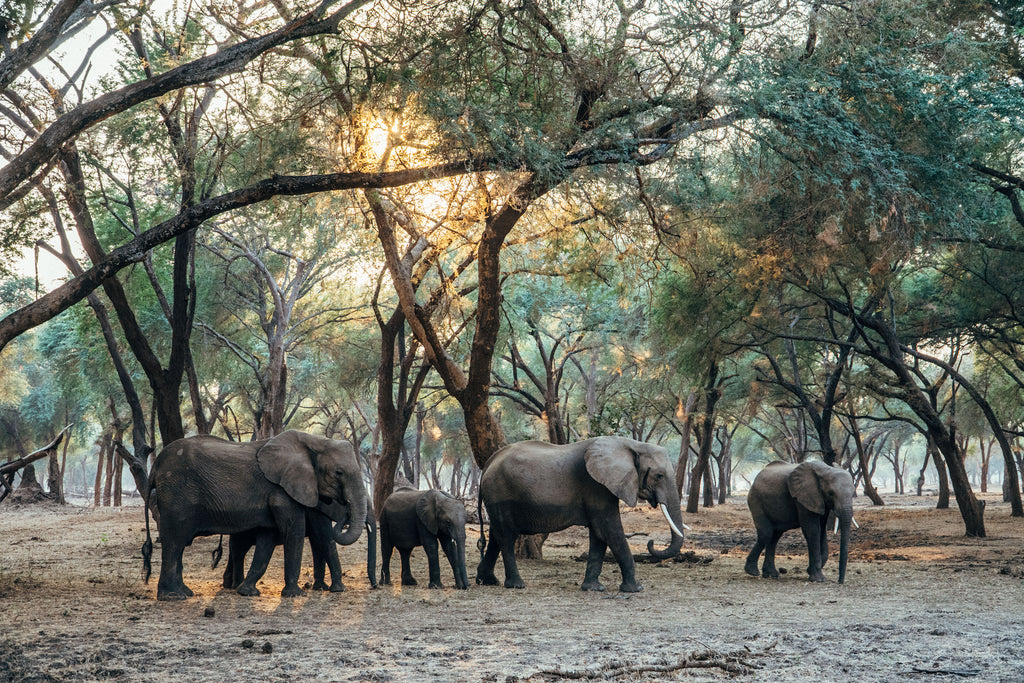 Elephant Family In the Winterthorn Forest